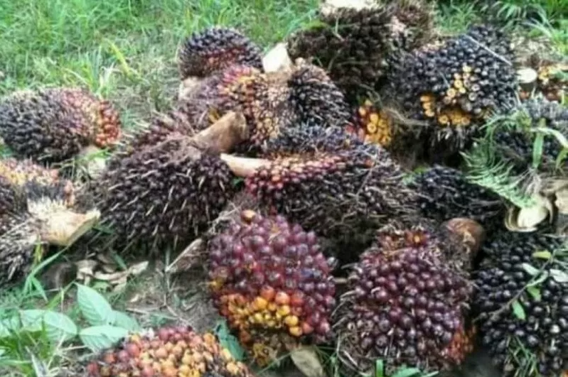 Kolaborasi RI dan Malaysia Melawan Ancaman Eropa terhadap Industri Kelapa Sawit ilustrasi tandan buah segar kelapa sawit