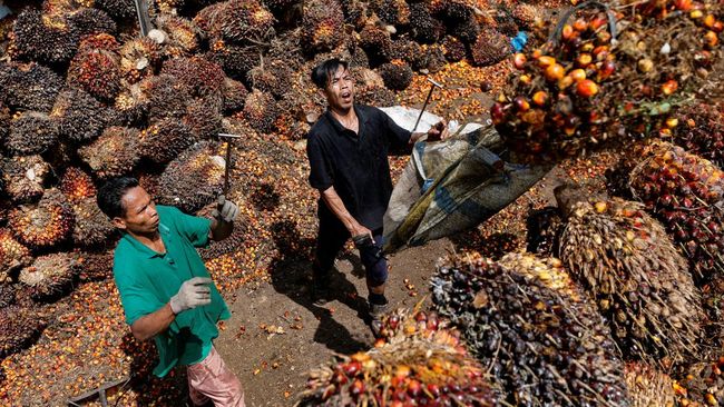 Petani Kelapa Sawit Indonesia Bersatu Dukung Capres Pemilu 2024 petani kelapa sawit