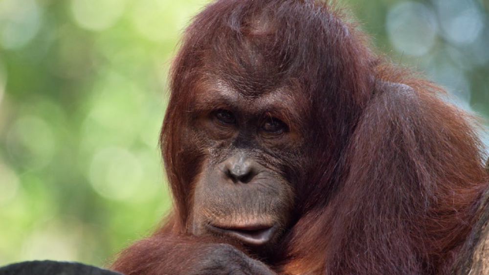 Tujuh Hewan Asal Indonesia yang Terancam Punah Satwa-asli-nusantara-yang-terancam-punah-menurut-iucn