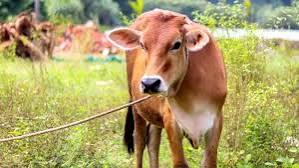 Hukum Qurban Nadzar: Janji Kepada Allah yang Mengikat